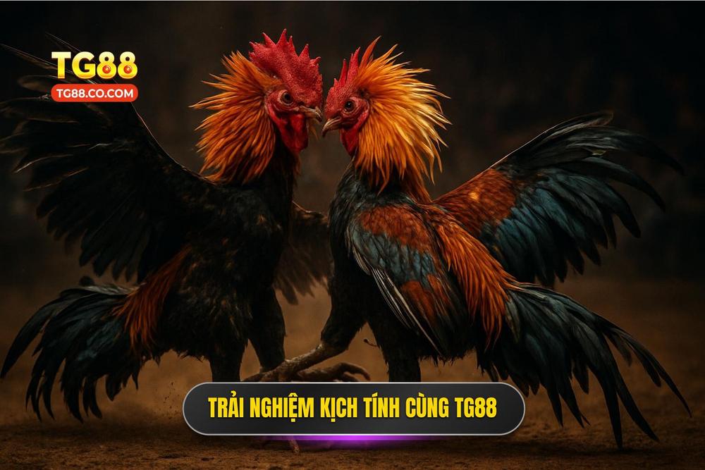 3.trải Nghiệm Kịch Tính Cùng Đá Gà Thomo Tg88